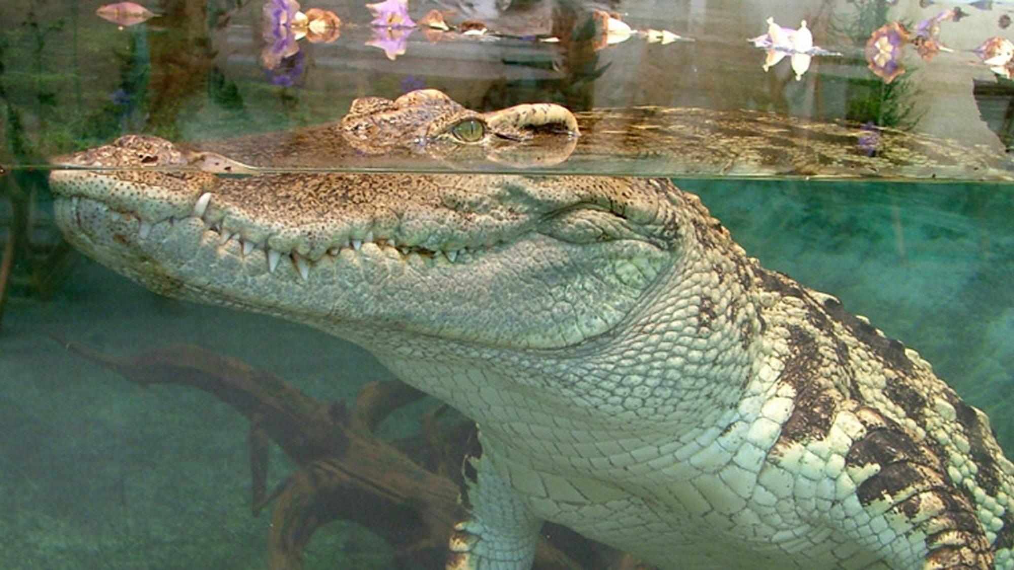 concours Tropiquarium Servion