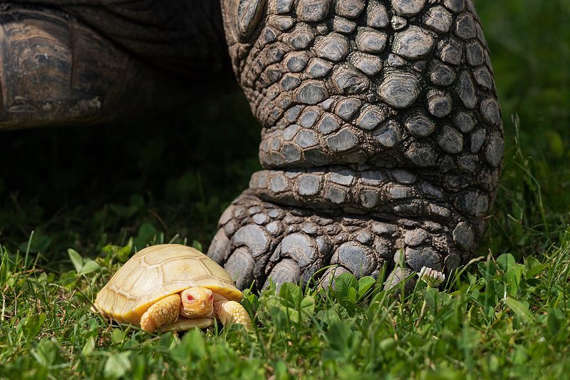 tortue géante albinos au Tropiquarium